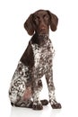 German shorthaired pointer