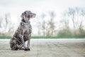 German Shorthaired Pointer sitting in a relaxed position in a park