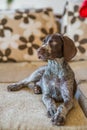 German Shorthaired Pointer sitting on sofa