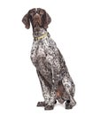 German Shorthaired Pointer sitting, wearing a dog collar, isolated on white