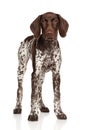 German shorthaired pointer standing