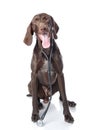 German Shorthaired Pointer with a stethoscope