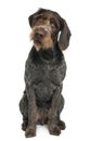 German shorthaired pointer, 6 years old