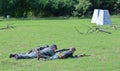 German soldiers in historical reenactment of WWII