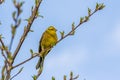 German songbird Royalty Free Stock Photo