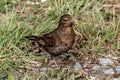 German songbird Royalty Free Stock Photo