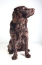 German spaniel dog Royalty Free Stock Photo