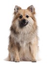 German Spitz, 1 and a half years old, sitting