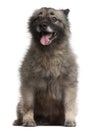 German Spitz, 11 years old, sitting Royalty Free Stock Photo