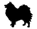 German Spitz