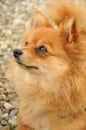 German spitz