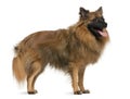 German spitz, 7 years old, standing Royalty Free Stock Photo
