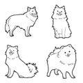 German Spitz Animal Vector Illustration Hand Drawn Cartoon Art