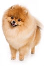 German Spitz dog