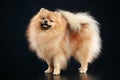 German Spitz dog