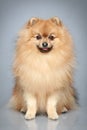 German Spitz dog