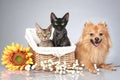 German Spitz dog with Devon Rex cats