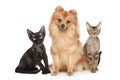 German Spitz dog with Devon Rex cats Royalty Free Stock Photo