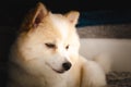 German Spitz Klein indoors portrait Royalty Free Stock Photo