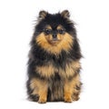 German spitz klein sitting and looking at camera on white background Royalty Free Stock Photo