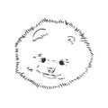 German Spitz. Pomeranian Dog. hand drawn. Vector illustration Royalty Free Stock Photo