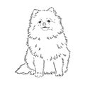 German Spitz. Pomeranian Dog. hand drawn. Vector illustration Royalty Free Stock Photo