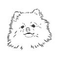 German Spitz. Pomeranian Dog. hand drawn. Vector illustration Royalty Free Stock Photo