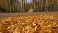 German Spitz runs in autumn leaves