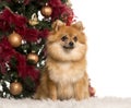 German Spitz sitting in front of a Christmas tree Royalty Free Stock Photo