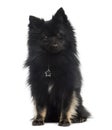 German Spitz (2 years old) Royalty Free Stock Photo