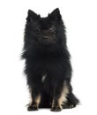 German Spitz (2 years old) Royalty Free Stock Photo