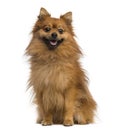 German Spitz (2 years old) Royalty Free Stock Photo