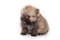 German Spitz Zwerg puppy Royalty Free Stock Photo