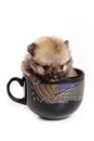 German Spitz Zwerg puppy Royalty Free Stock Photo