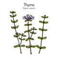 German thyme thymus vulgaris , medicinal plant.