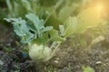 German turnip or turnip cabbage