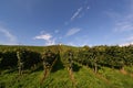 German vineyard Royalty Free Stock Photo