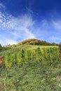 German vineyard scene 2 Royalty Free Stock Photo