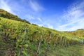 German vineyard scene Royalty Free Stock Photo
