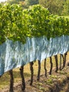 German vineyard in summertime Royalty Free Stock Photo