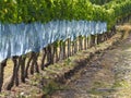 German vineyard in summertime Royalty Free Stock Photo