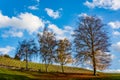 German vineyard and trees on a beautiful day Royalty Free Stock Photo