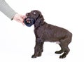 German wachtel dog puppy, 9 weeks old Royalty Free Stock Photo