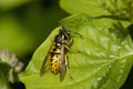German Wasp - Vespula germanica Royalty Free Stock Photo
