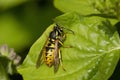 German Wasp - Vespula germanica