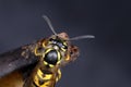 German wasp, vespula germanica Royalty Free Stock Photo