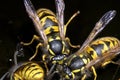 German wasp, vespula germanica Royalty Free Stock Photo