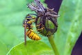 German Wasp - Vespula germanica feeding on a seed pod. Royalty Free Stock Photo