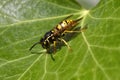 German Wasp Royalty Free Stock Photo