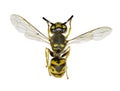 German Wasp on white Background Royalty Free Stock Photo